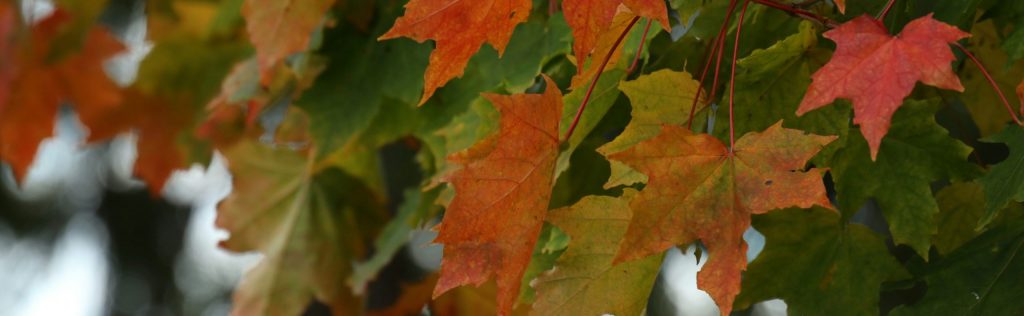 Leaves Just Turning to Fall